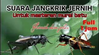 Suara jangkrik jernih untuk masteran murai batu