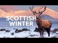 The Scottish Highlands Beautiful Winter Wildlife | Scotland: A Wild Year | All Out Wildlife