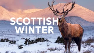 The Scottish Highlands Beautiful Winter Wildlife | Scotland: A Wild Year | All Out Wildlife