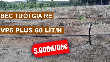 BÉC TƯỚI CÂY PHUN MƯA GIÁ RẺ VP5 CHO VƯỜN QUÝT TẠI BẮC TÂN UYÊN TỈNH BÌNH DƯƠNG