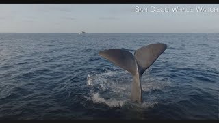 Another pair of sperm whales spotted off San Diego coast