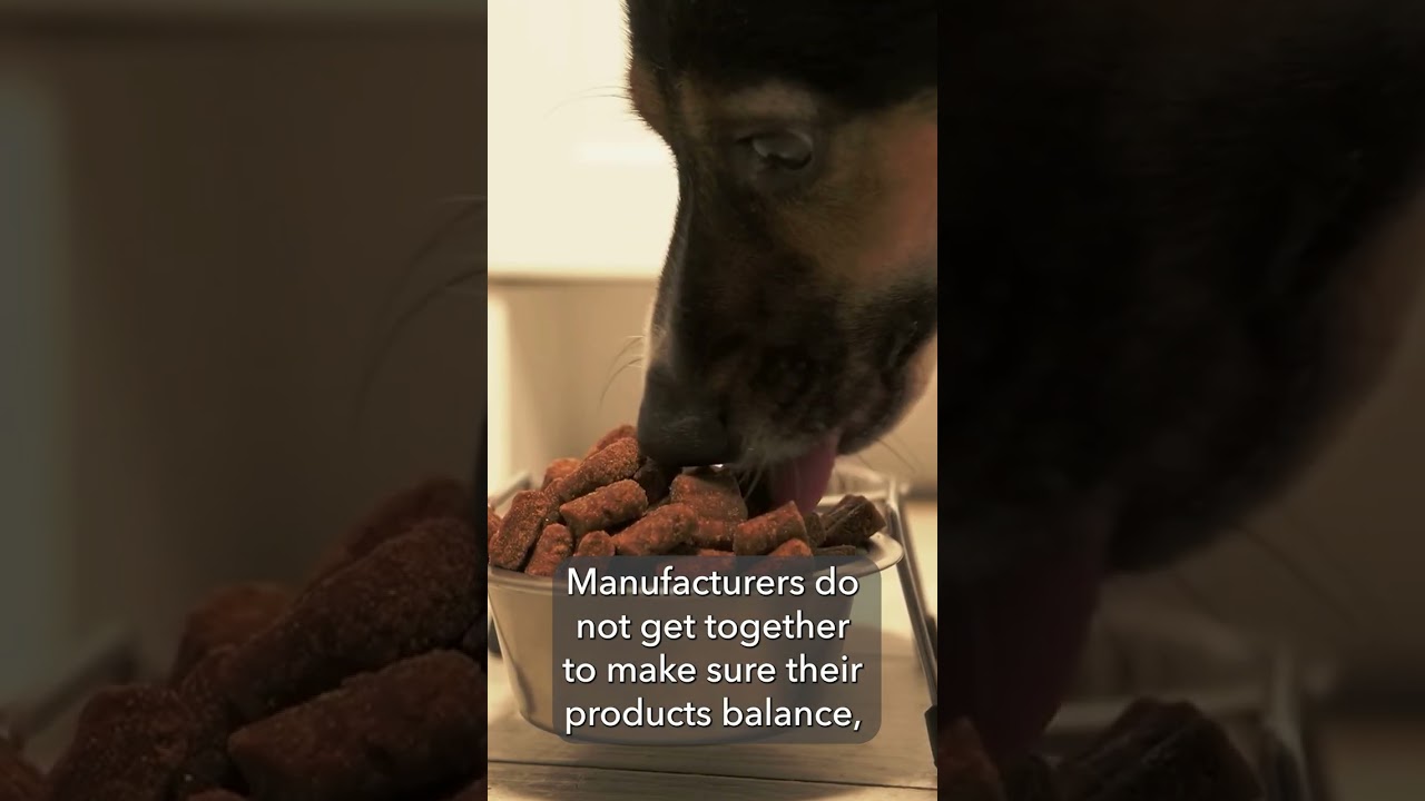 What Are the Most Common Mistakes You See in the Nutrition of Performance Dogs?