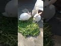 Rabbit 🐇🐰 pair