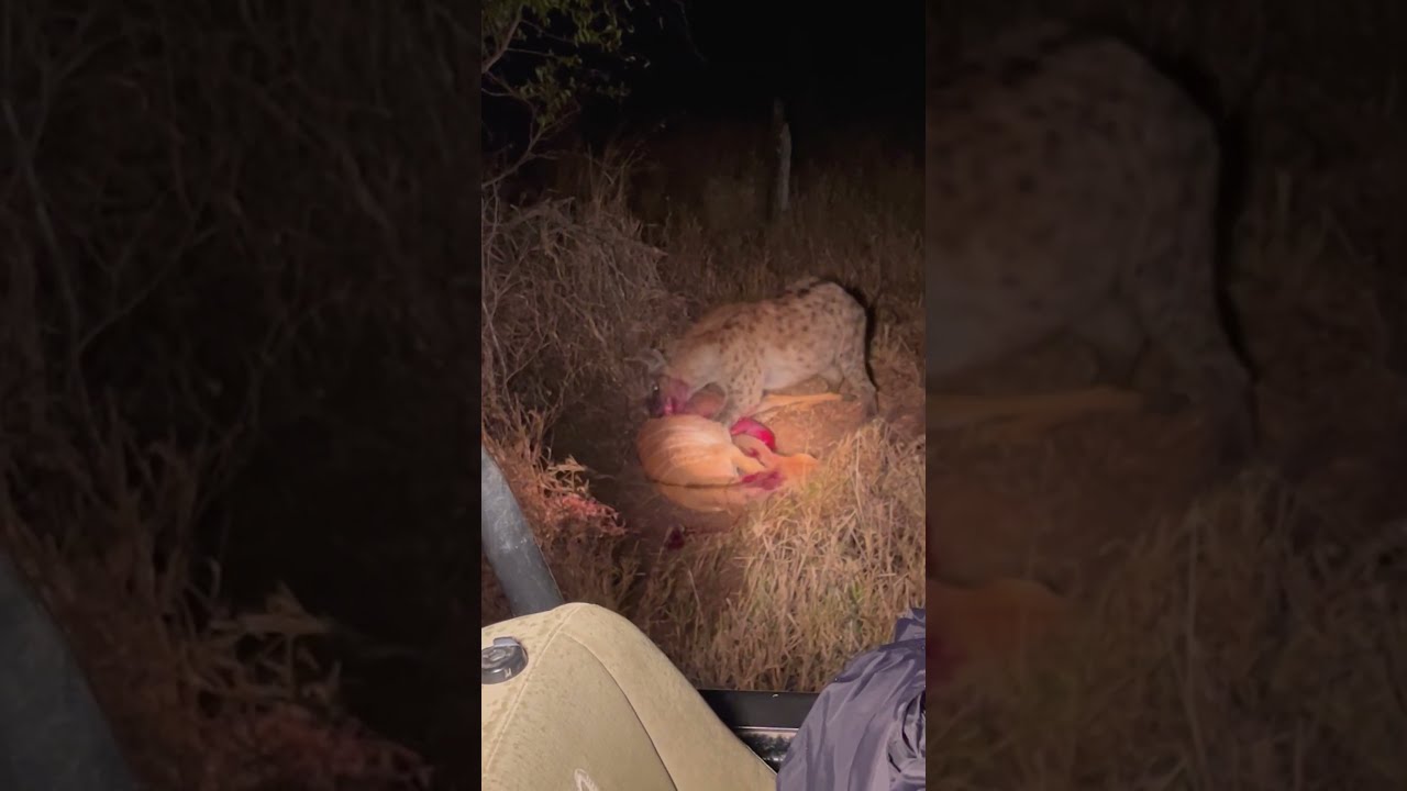Hyena Eats Buck While It Cries For Help 