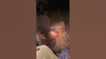 Hyena eats buck while it cries for help 😢