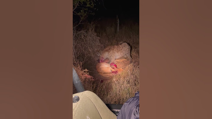 Hyena eats buck while it cries for help 😢