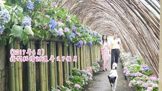 苗栗南庄山芙蓉咖啡庭園怡情賞花• *¨*