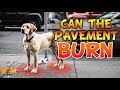 Can The Pavement Burn Dog Paws (for real)? | Hot Weather Dog Care pt 2 Can The Pavement Burn Dog Paws (for real)? | Hot Weather Dog Care pt 2
