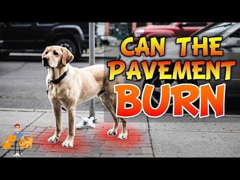 Can The Pavement Burn Dog Paws (for real)? | Hot Weather Dog Care pt 2