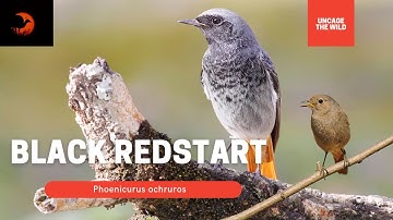 Black redstart | Phoenicurus ochruros | Male and female black redstart bird video ||