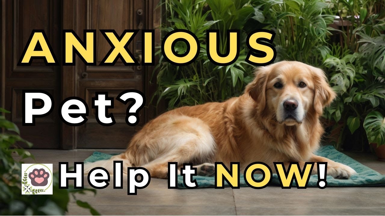 Stress and Anxiety in Pets - Simple Strategies to Help
