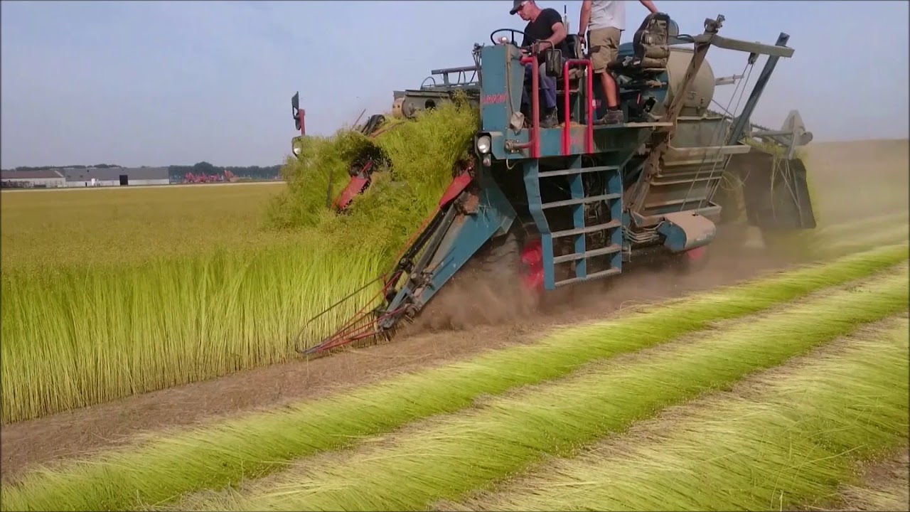 Vlas teelt Biervliet 2018