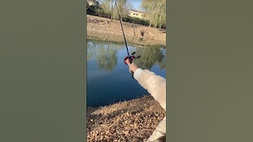 Cần câu cá rút gọn 33cm dài 1,8 mét câu cá lóc, câu ngâm 4-8kg #fishinglure #shorts #fishing