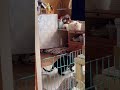 お姉さんネコに遊んでもらう