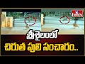 Leopard spotted at Srisailam power plant, CCTv footage