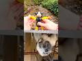 Animal Names for Kids to Learn at the Stream: African Buffalo Monkey Snow Leopard Snake Elephant