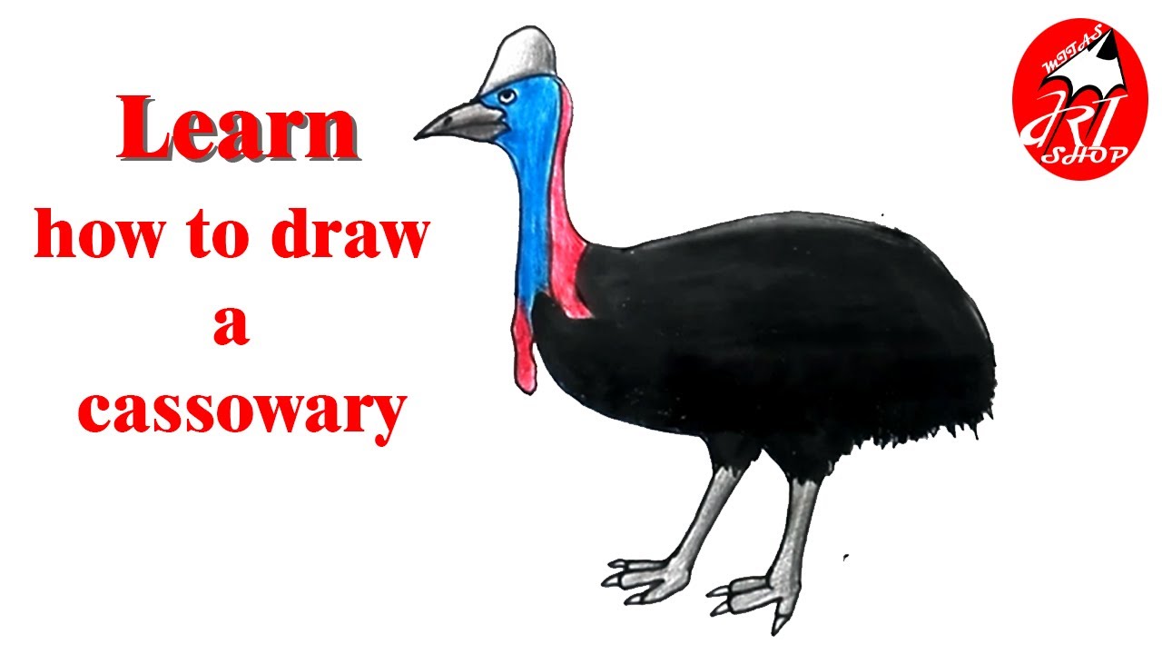 How To Draw A Cassowary