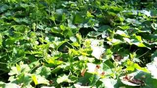 Growing Jamaican Pumpkin Fall 2013 (3)