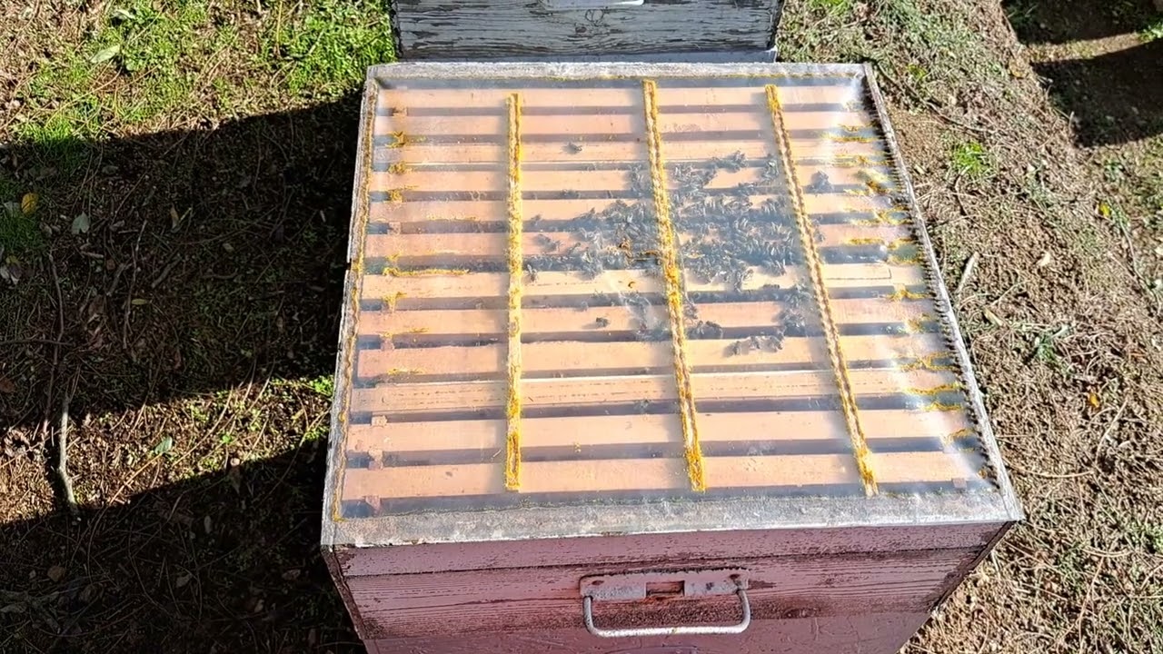 Zimovanje pčela 14.11.2023. (pregled svake druge u grupi)