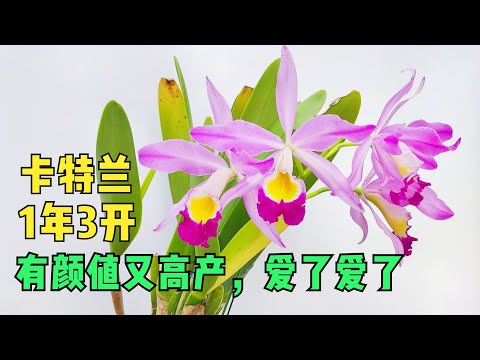 175 一年有机会开3次花的原生种卡特兰，有颜值又高产，爱了爱了