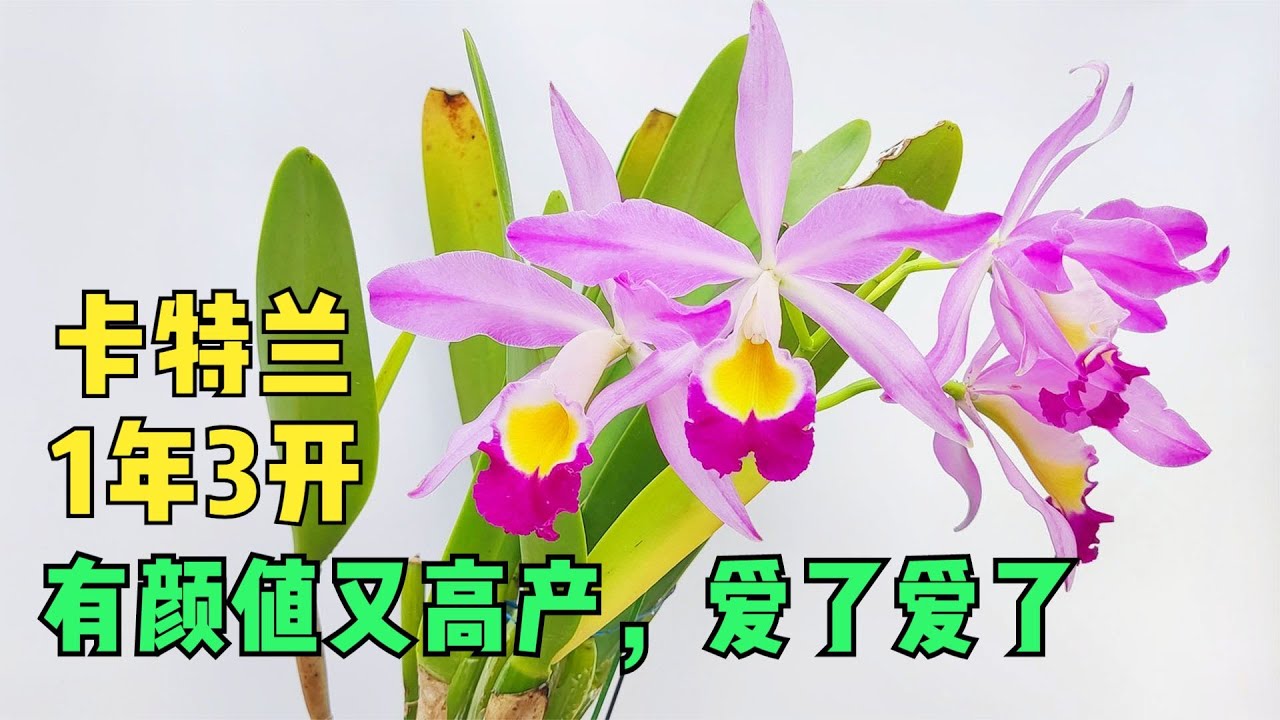 175 一年有机会开3次花的原生种卡特兰，有颜值又高产，爱了爱了