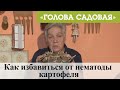 Голова садовая - Как избавиться от нематоды картофеля