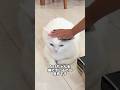 猫を撫でながらまさかの一言