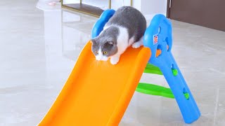 Can Cats Ride Slides? | Compilation