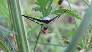 Unique Erfly Or Moth With Tentacles At Tail End By Drt Chandrakant
