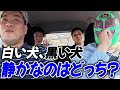 【緊急なぞなぞ企画】白い犬と黒い犬、静かなのはどっち?