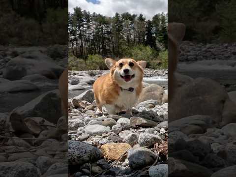 嬉しそうに河原で過ごすコーギー / A corgi happily spends time on the riverbed #コーギー #corgi #サクラ