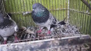 Shandar Kalsera Chapdar Ka Joda