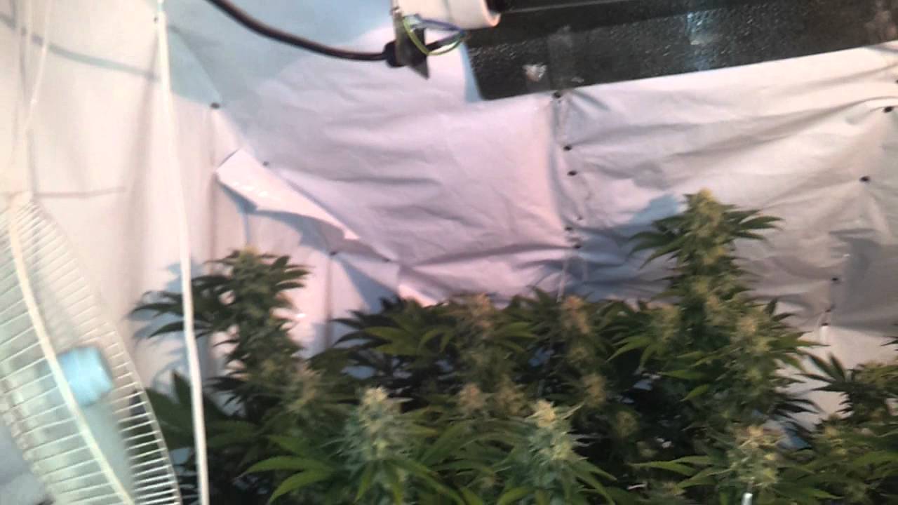 Delahaze 46 days into flower - 81 days old 12.07.2012