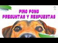 Ping Pong de preguntas y respuestas - Perros - educación - comportamiento