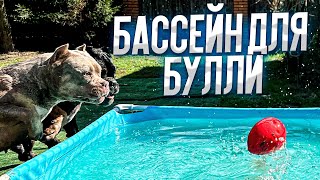 БАССЕЙЕН ДЛЯ БУЛЛИ! ЩЕНКИ ПИТБУЛЯ