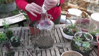 How To Make A Bottle Terrarium How To Make A Bottle Terrarium