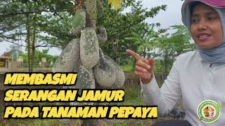 Membasmi Jamur pada Buah Pepaya || Tepat Guna dan Tepat Sasaran