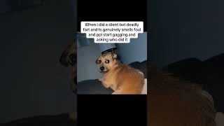 Whoever smelt it dealt it 😂🤷 ♂️ #shorts #viral #funnyvideos #youtubeshorts #javierabelard