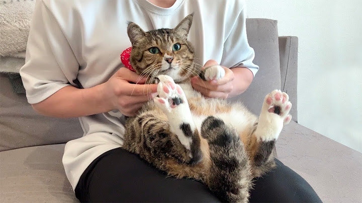 ずっと会いたかった推し猫と初対面したら懐かれすぎてまさかのこうなっちゃいました…
