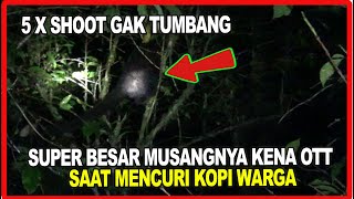 MUSANGNYA SUPER BESAR KECYDUK SAAT MAKAN KOPI ~ B3RBURU MUSANG MALAM HARI