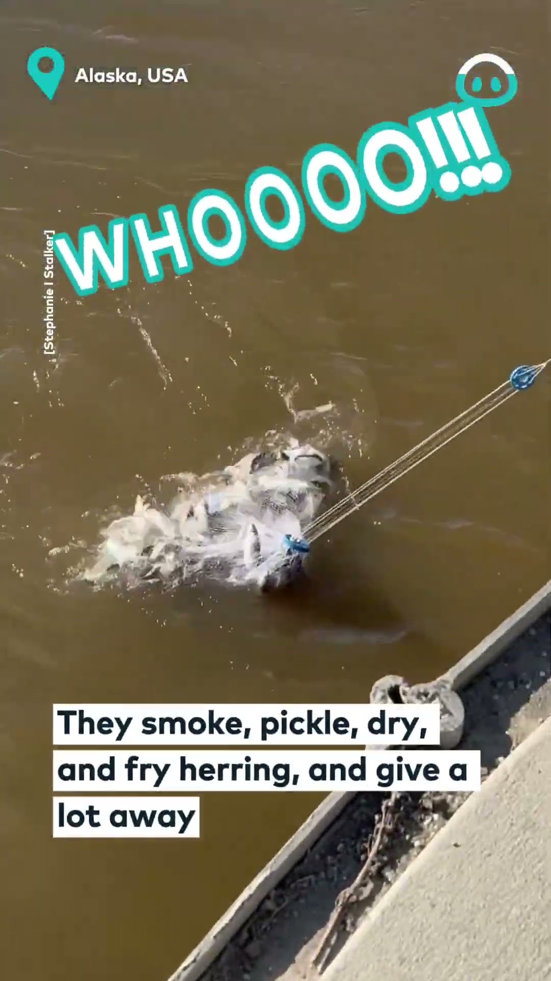 Heavy Herring Catch of the Day || ViralHog