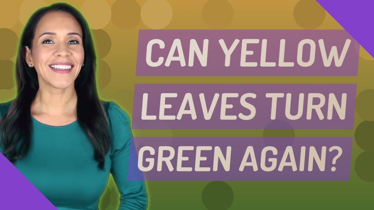 Can yellow leaves turn green again? YouTube