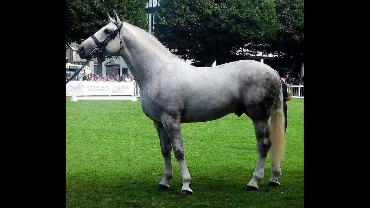 Ирландская упряжная порода лошадей