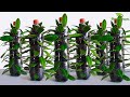 My Secret Method to Propagate ZZ Plant with 100% Effective Result Using Plastic Bottles/GREEN PLANTS