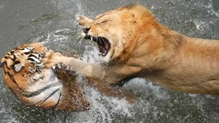 TOP 7 Pertarungan Singa Vs Harimau di Alam Liar Sampai Mat Asli