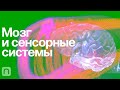 Мозг и сенсорные системы – курс Вячеслава Дубынина / ПостНаука
