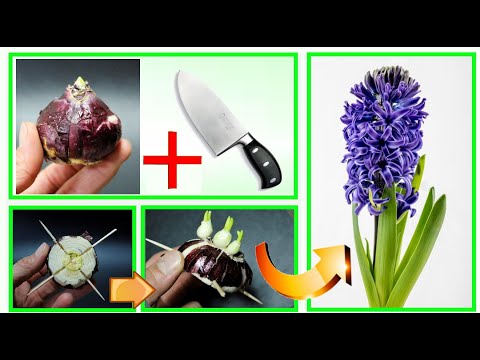 Video: Lule e brendshme Hippeastrum: kujdes në shtëpi