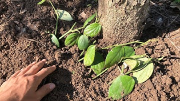 Quy trình trồng cây tiêu đơn giản và hiệu quả.