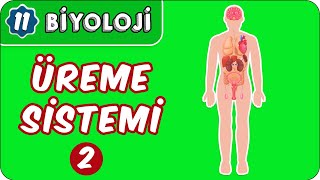 Üreme Sistemi - 2 11.Sınıf Biyoloji