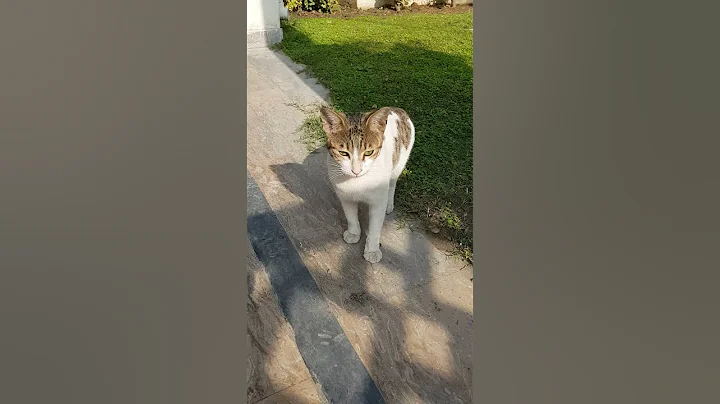 Watch the video about Cute little kitten warn me that don't make my video #shorts